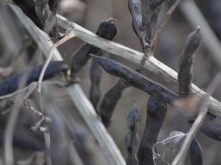 Faba bean pods near harvest time. 