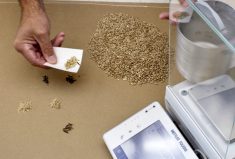 Producers can ask the Canadian Grain Commission to do a sample analysis when they disagree with an elevator. (CGC photo)
