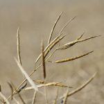 Mature standing canola is ready for harvest in west-central Manitoba in late September.