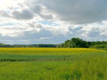 Canola market hinged on rumours and reaction