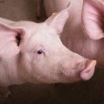 U.S. livestock: Lean hogs weaken on wholesale pork prices, Goldman roll