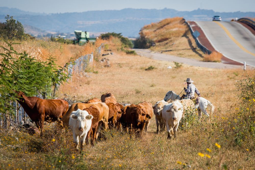 File photo of a cowboy herding cattle near a Mexican roadside. (GummyBone/iStock/Getty Images)
