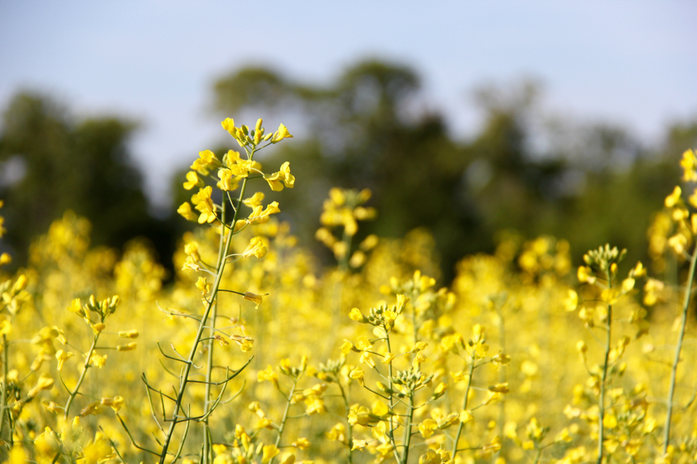 “But we lost a lot of acres… which suggests to me that some organic guys have let some of their organics land go. And they are growing canola on the side,” says Laura Telford. Photo: Greg Berg
