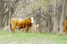 Cow-calf pairs on pasture near Miami, Man., in June 2023.