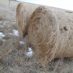 Rats can live inside bales and make very clear entrance ways.