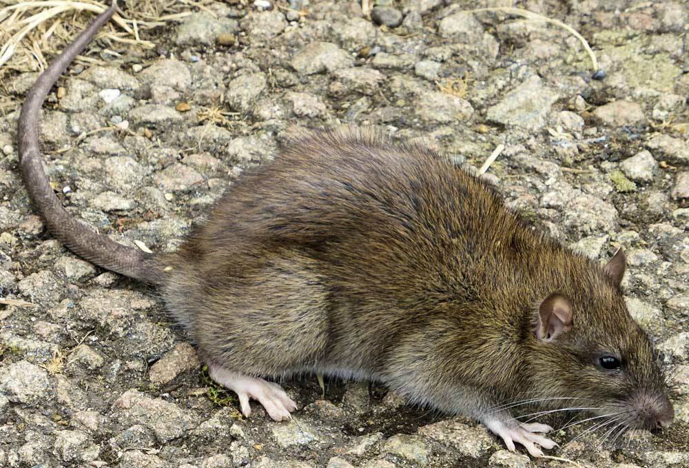 A Norway rat.