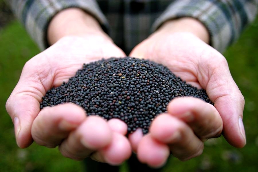 Poor growing conditions this year in the EU may create a greater opportunity for Canadian producers to sell their commodities overseas.  Photo: FIle
