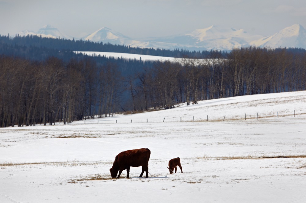 (Photo courtesy Canada Beef Inc.)
