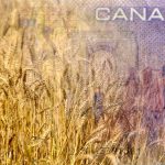 ‘With the grain and flour not moving fast, itβs bringing the price down.’ Photo: Singh_Lens/iStock/Getty Images