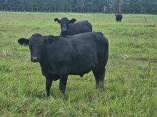 Cover cropping experiments pay off in yield and soil health for Peace Country farmer