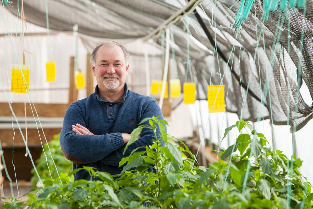 Lethbridge researcher to test canola as fish feed