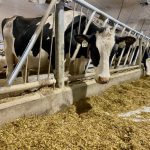 dairy cows in a barn
