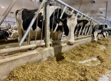dairy cows in a barn