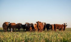 The changing face of veterinary medicine and beef production