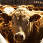 Photo: Canada Beef Inc.
