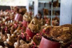 A plant-based tool against E. coli in chickens