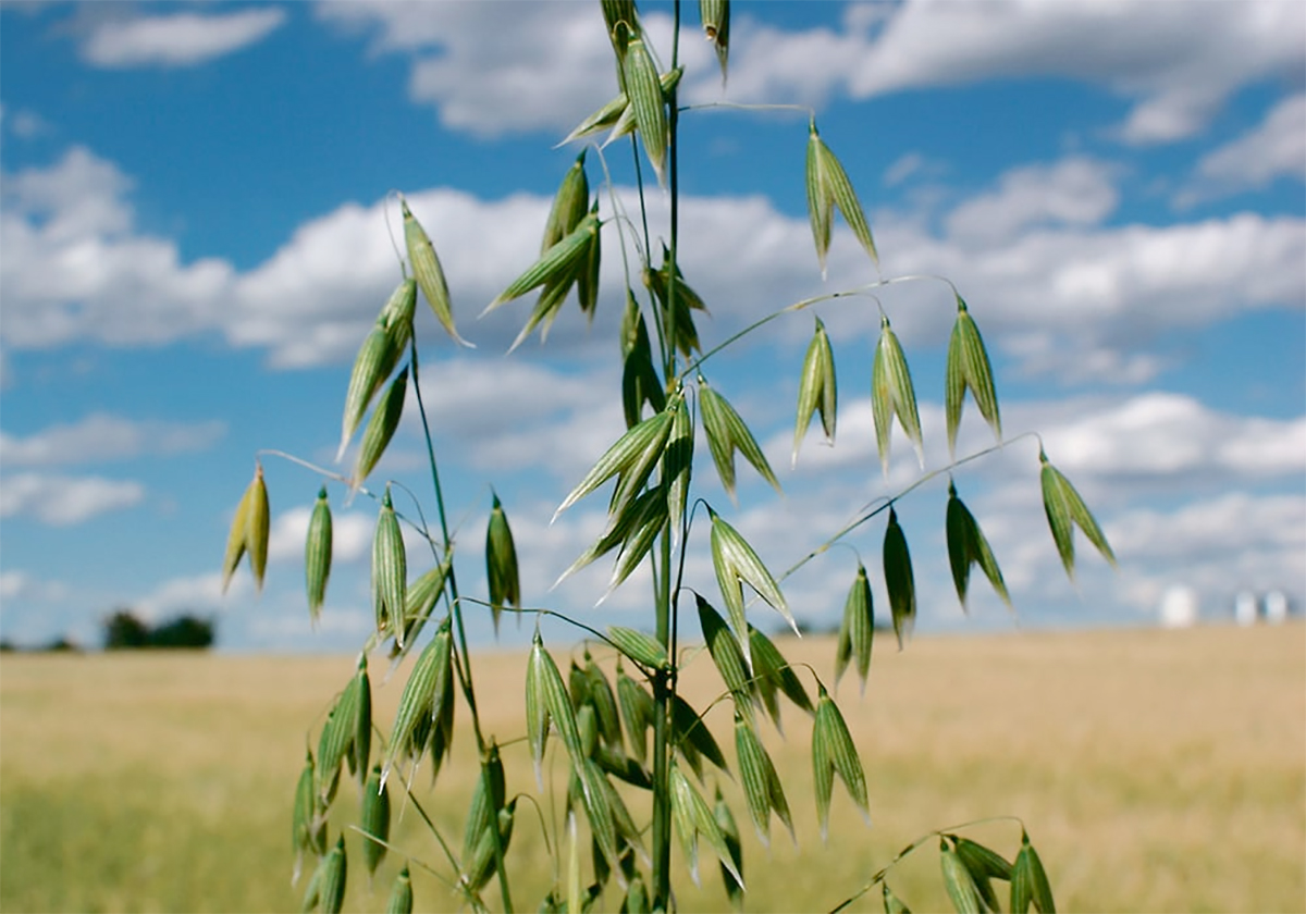 “I’ll be quite surprised if he (U.S. president-elect Donald Trump) doesn’t implement the tariffs on his first day,” said oat market analyst Randy Strychar at the SaskOats 2025 annual general meeting held today during Crop Week in Saskatoon. | File photo
