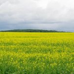 Canola blooms in central Manitoba under an overcast sky.