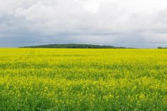 Canola blooms in central Manitoba under an overcast sky. 