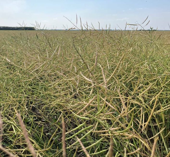 Alberta Canola growers vote for 75 cent levy hike
