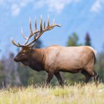 Beef producers voice concerns over growing elk problem