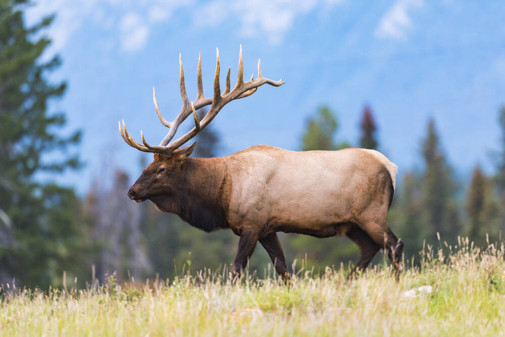 Beef producers voice concerns over growing elk problem