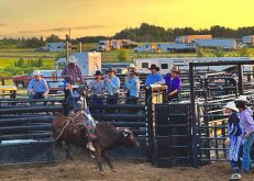A rider and bull enter the ring with all eyes upon them at an outdoor rodeo in rural Alberta.