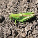 Two striped grasshopper with wing buds.
