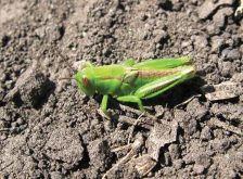 Two striped grasshopper with wing buds.