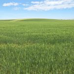File photo of a durum wheat field in Idaho. (Craig Morris photo courtesy ARS/USDA)