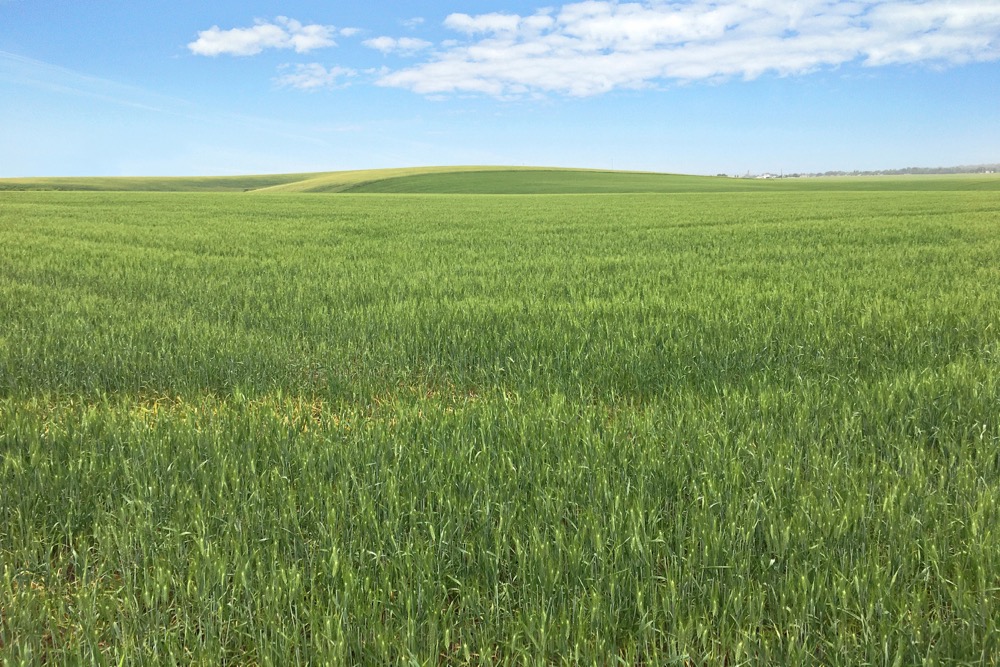 File photo of a durum wheat field in Idaho. (Craig Morris photo courtesy ARS/USDA)
