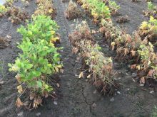 Early flooding has little effect on soybean oil, protein composition says U.S. study