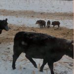 Prairie research projects receive $3.3 million in funding