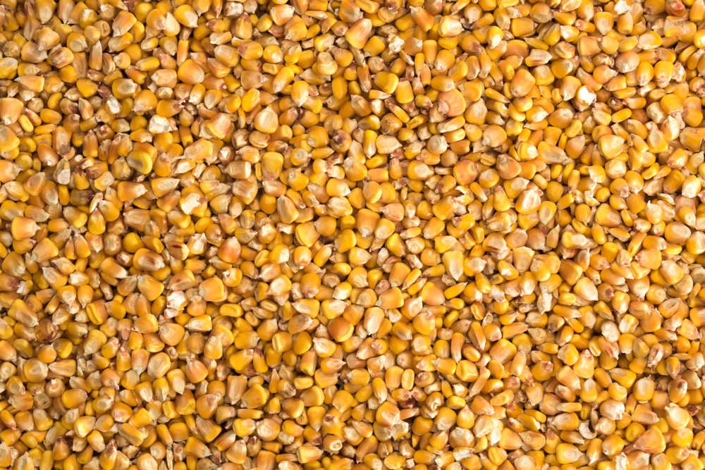 Corn bids and offers have lately been far apart, with bids generally a dollar or more below the C$12 per bushel Ontario farmers would like to see. Photo: iStock/Getty Images
