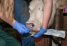 A researcher collects samples from feedlot cattle to track bovine respiratory disease. PHOTO: TEXAS A&#038;M 
