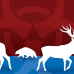 Chronic wasting disease spillover risk deserves more attention: report