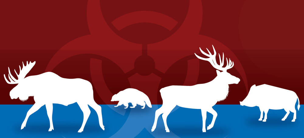 Chronic wasting disease spillover risk deserves more attention: report