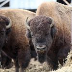 The National Bison Association, based in Colorado, is pushing back against the tariff threats from the White House becuase of its reliance on importaed livestock from Canada.