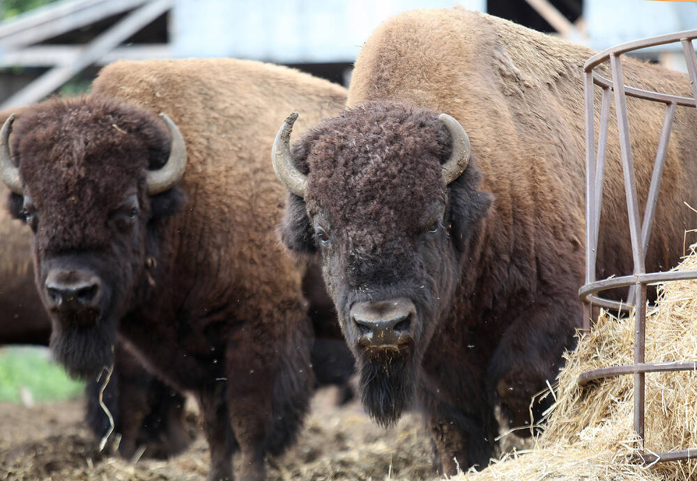 The National Bison Association, based in Colorado, is pushing back against the tariff threats from the White House becuase of its reliance on importaed livestock from Canada. 