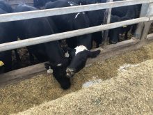 Cattle can easily ingest plastic or twine, causing blockages in the digestion system and leading to software disease. Researchers at Lakeland College are working with a biodegradable net wrap as a possible solution to the problem.