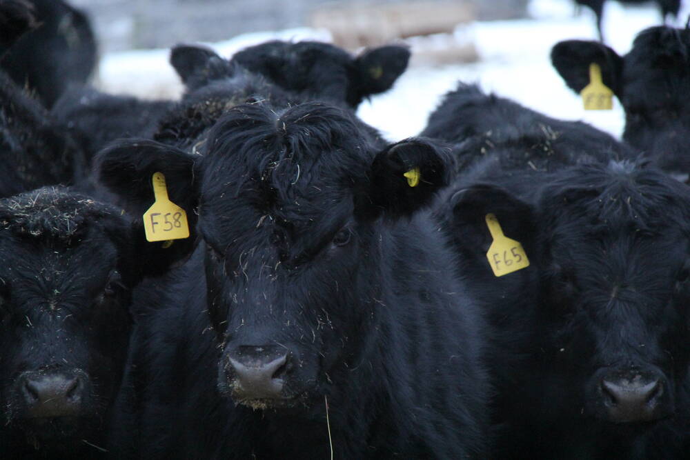 Alberta Beef Producers would like to work towards becoming a fully-funded industry, which would require making checkoff dollars non-refundable. 