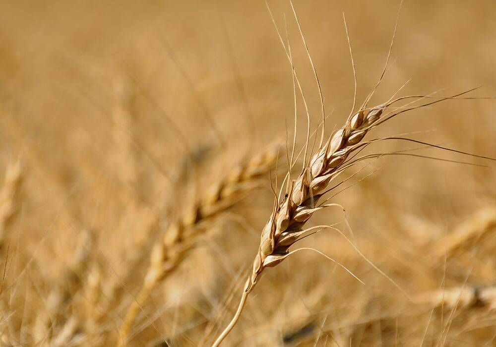 Patty Rosher, former assistant chief commissioner of the Canadian Grain Commission, said things turned south in September 2022 when Agriculture Canada’s director general of human resources informed her that she was being investigated for allegations of inappropriate behaviour. 