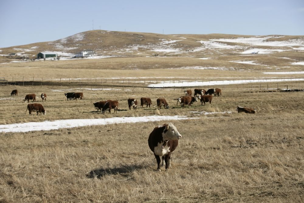 (Photo courtesy Canada Beef Inc.)
