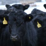 Canada’s beef sector got more bad bovine tuberculosis news Feb. 25 after the Canadian Food Inspection Agency said their investigation into a case confirmed November 2024 had yielded more infections. PHOTO: LISA GUENTHER