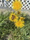 Some insects are bee mimics. These are actually flies, but they look like bees, explained Shelley Hoover, associate professor in the Biological Sciences Department at the University of Lethbridge, during a webinar hosted by Living Labs.