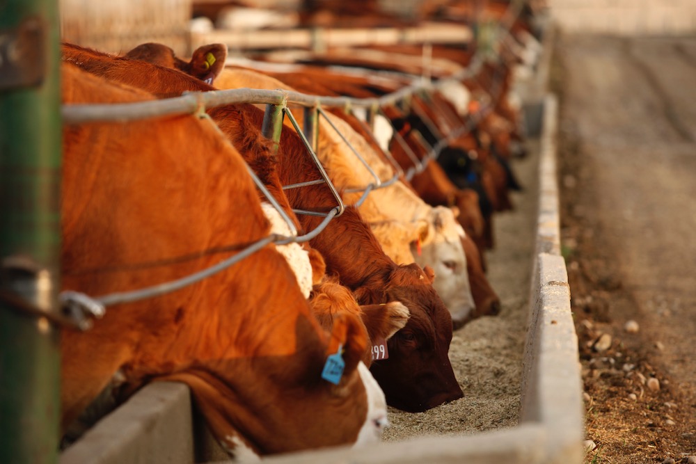 (Photo courtesy Canada Beef Inc.)
