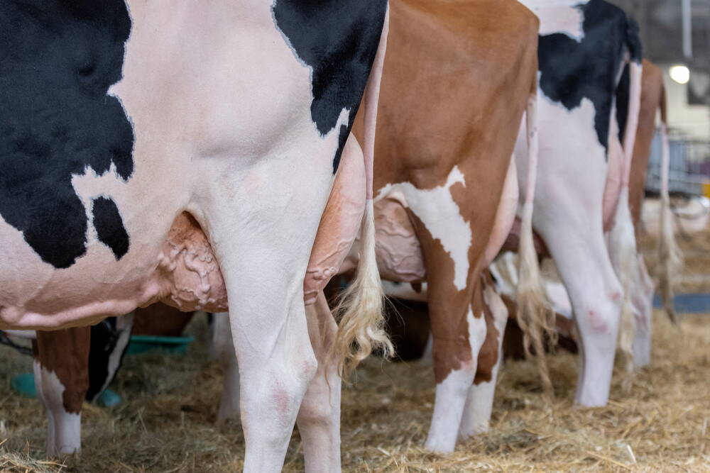The U.S. dairy sector has been trying to get a handle on infections 
of highly pathogenic avian influenza since herds started falling ill last year.