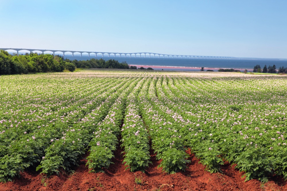 File photo of a P.E.I. potato field against the backdrop of the Confederation Bridge. (Onepony/iStock/Getty Images)
