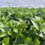 A soybean crop in Manitoba’s Interlake in 2022. Photo: Greg Berg