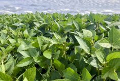 A soybean crop in Manitoba&#8217;s Interlake in 2022.  Photo: Greg Berg
